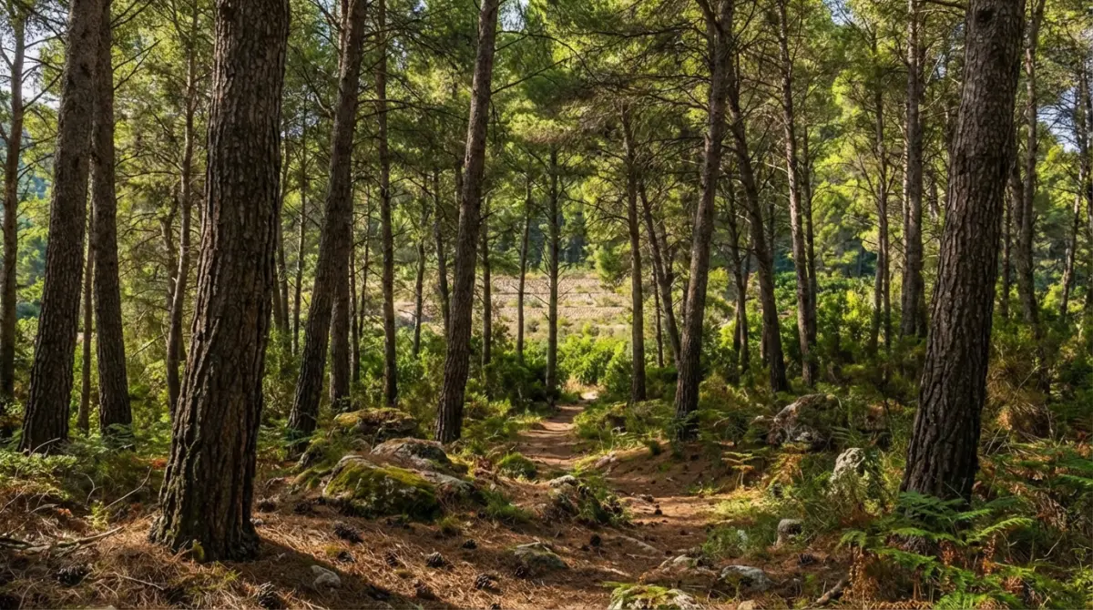 Kiefernwald auf dem Bergrücken bei Palma de Gandía